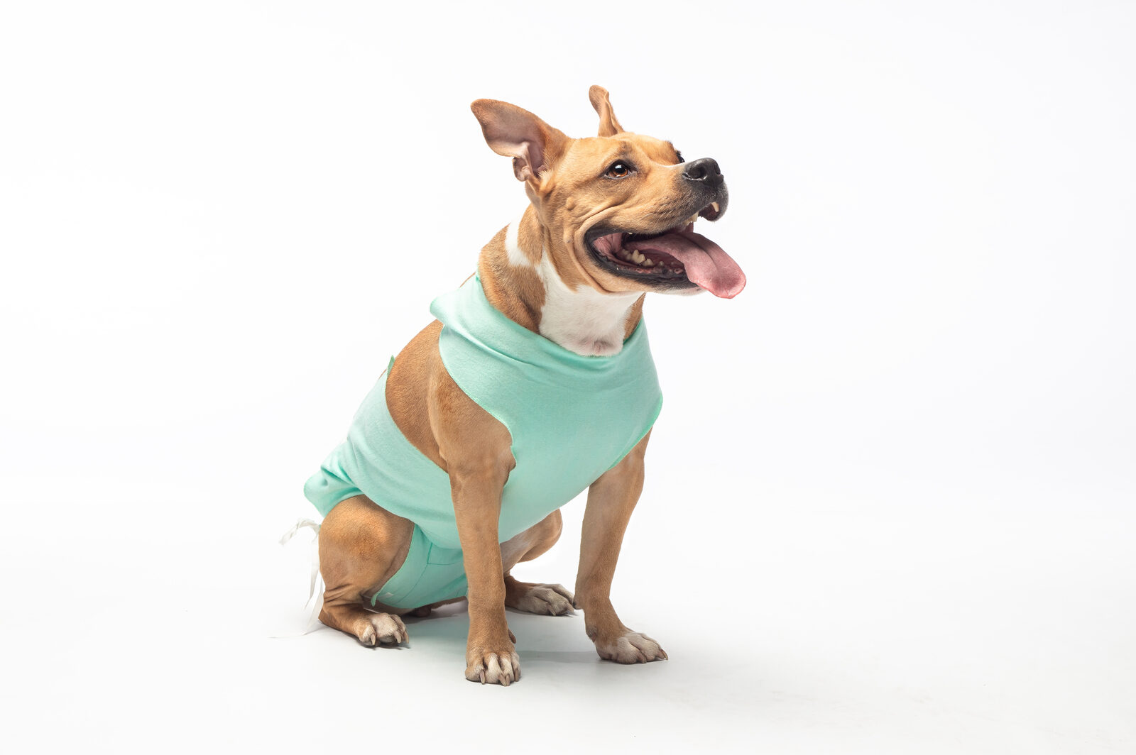 Kosten castratie hond