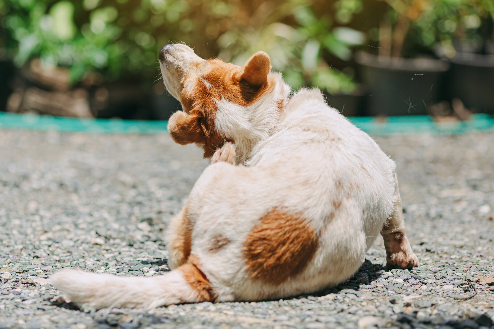 Allergie bij honden