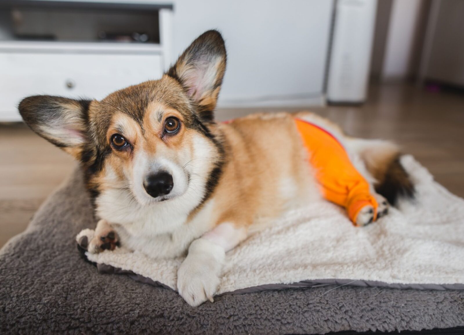 Patella luxatie bij honden: Oorzaken, symptomen en behandeling