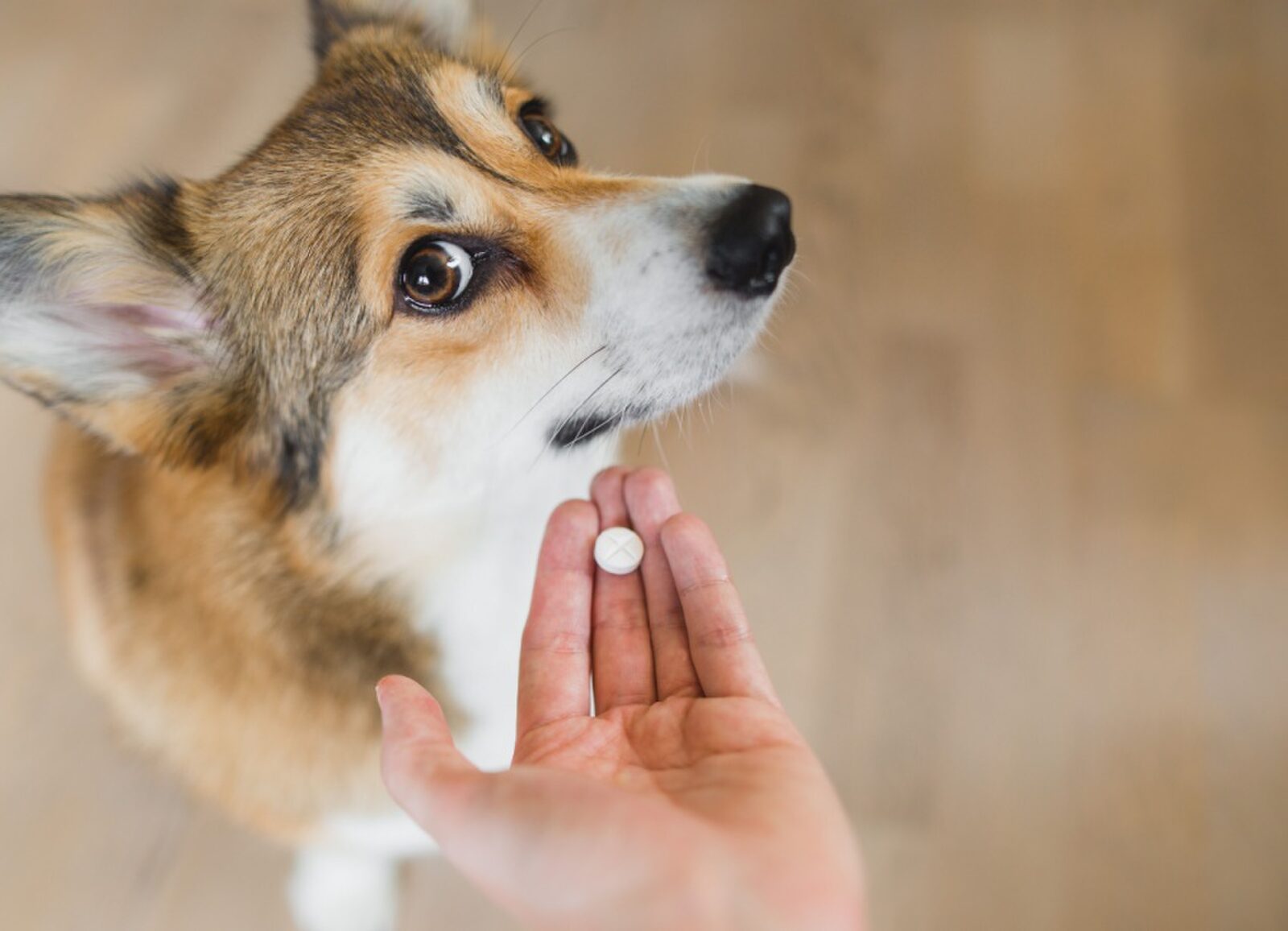 Mijn hond wil geen medicatie nemen: Tips en oplossingen