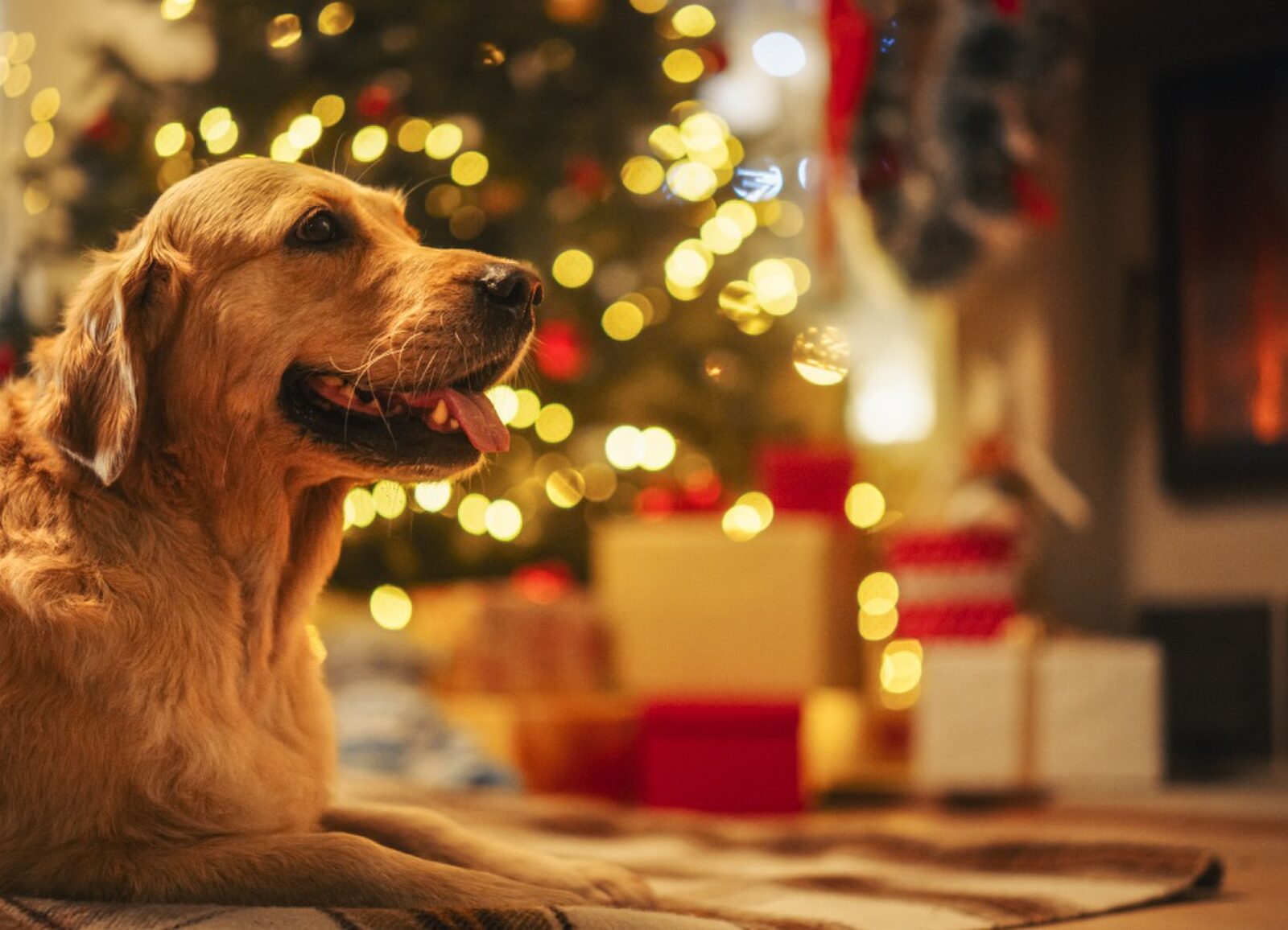 Kerst met je hond
