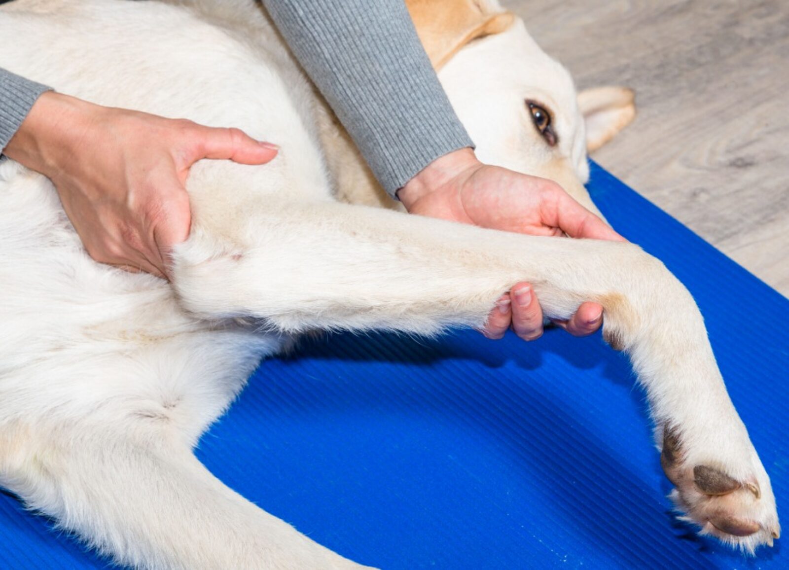 Fysiotherapie voor honden