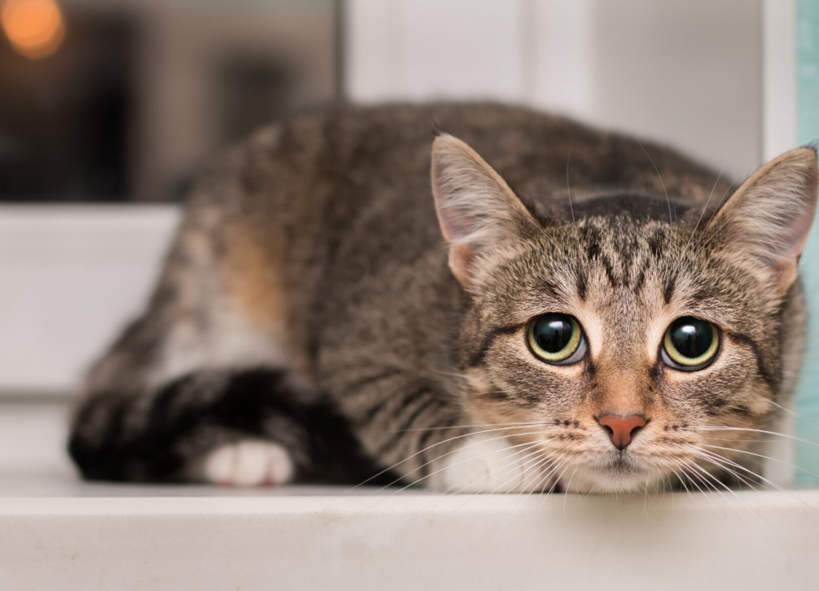 Vuurwerkangst bij katten en honden