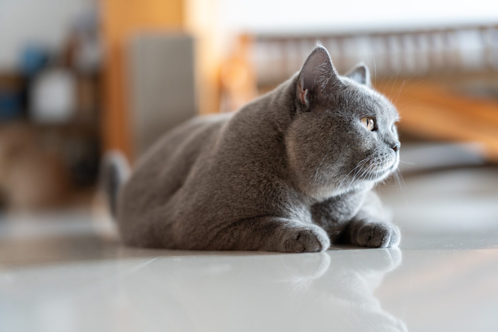 Artrose bij katten