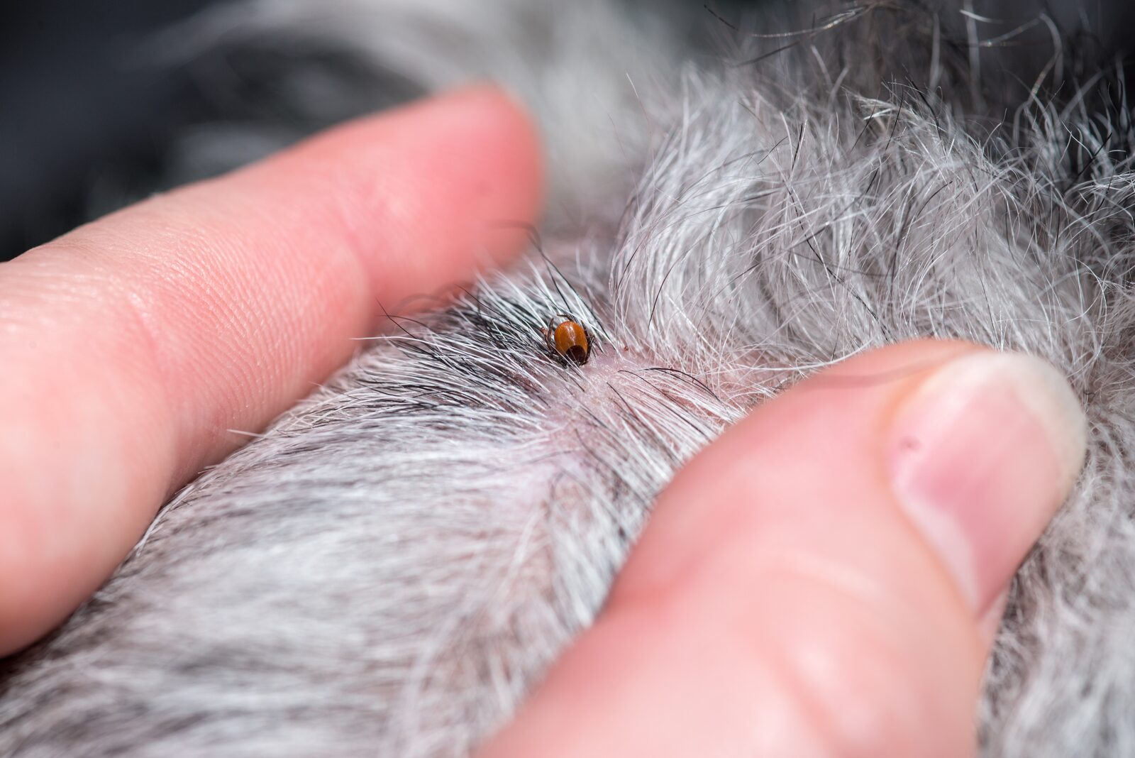 Teken en wormen bij honden