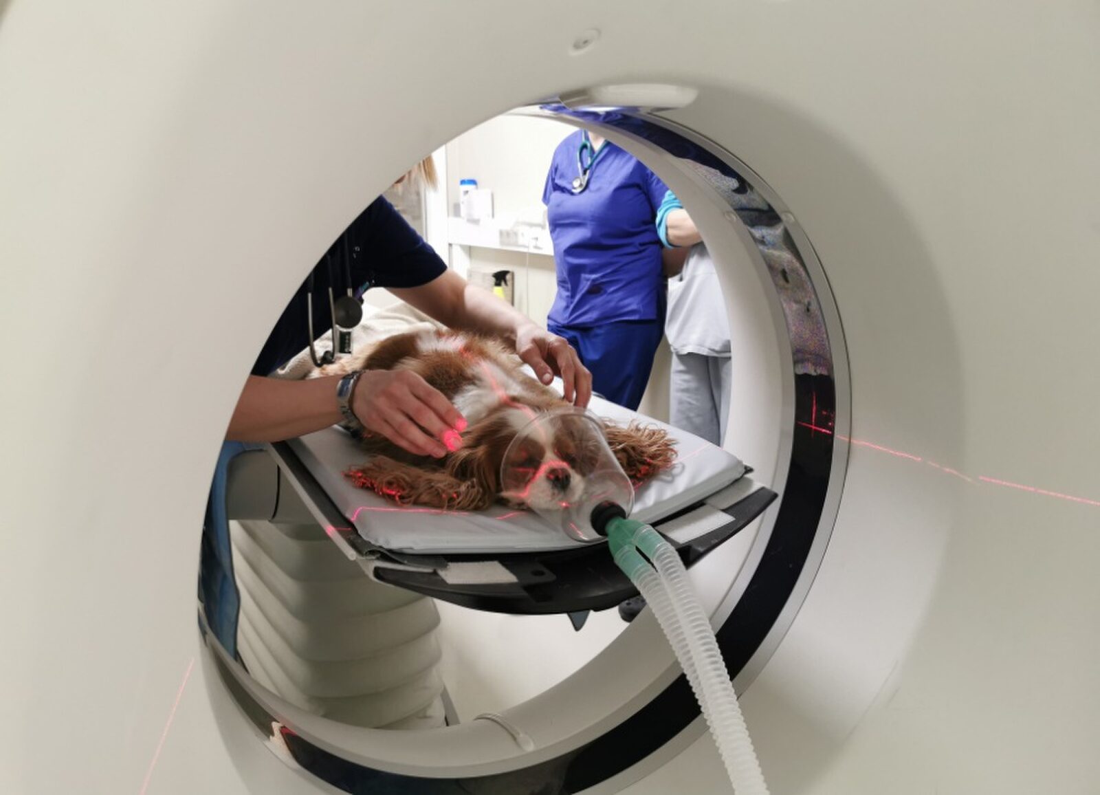 CT-scan hond: Alles over diagnose, veiligheid en kosten