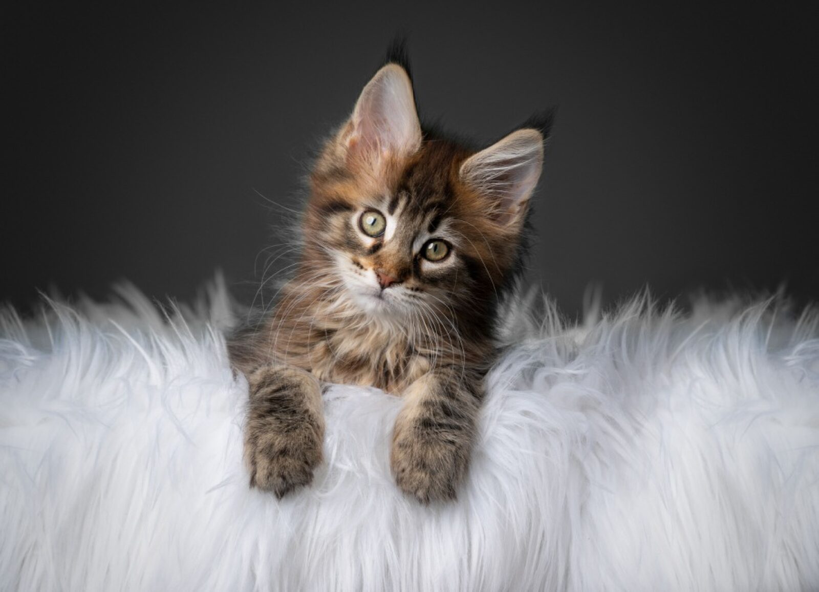 Maine Coon: Majestueuze reus met een zacht karakter