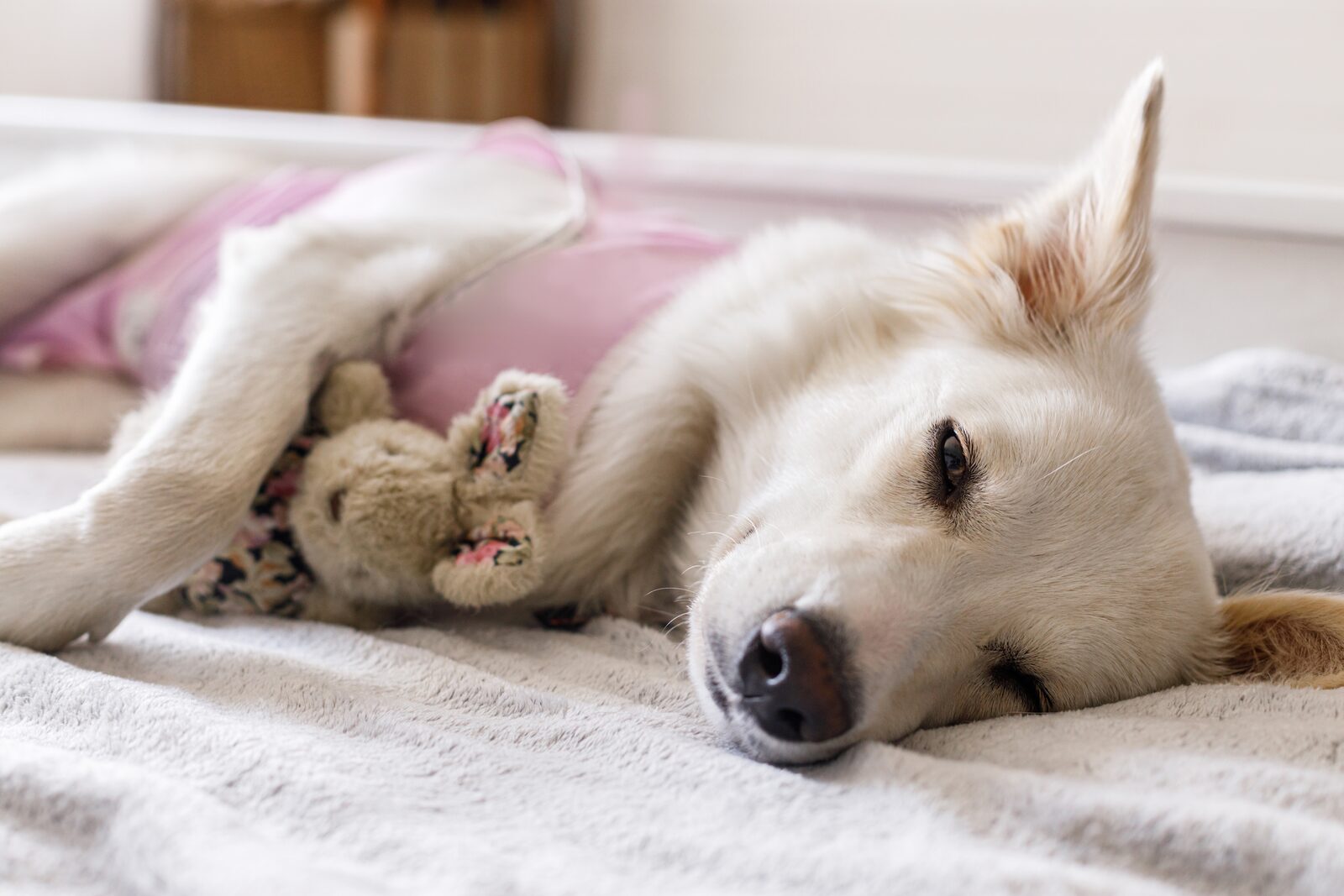 Kosten sterilisatie hond