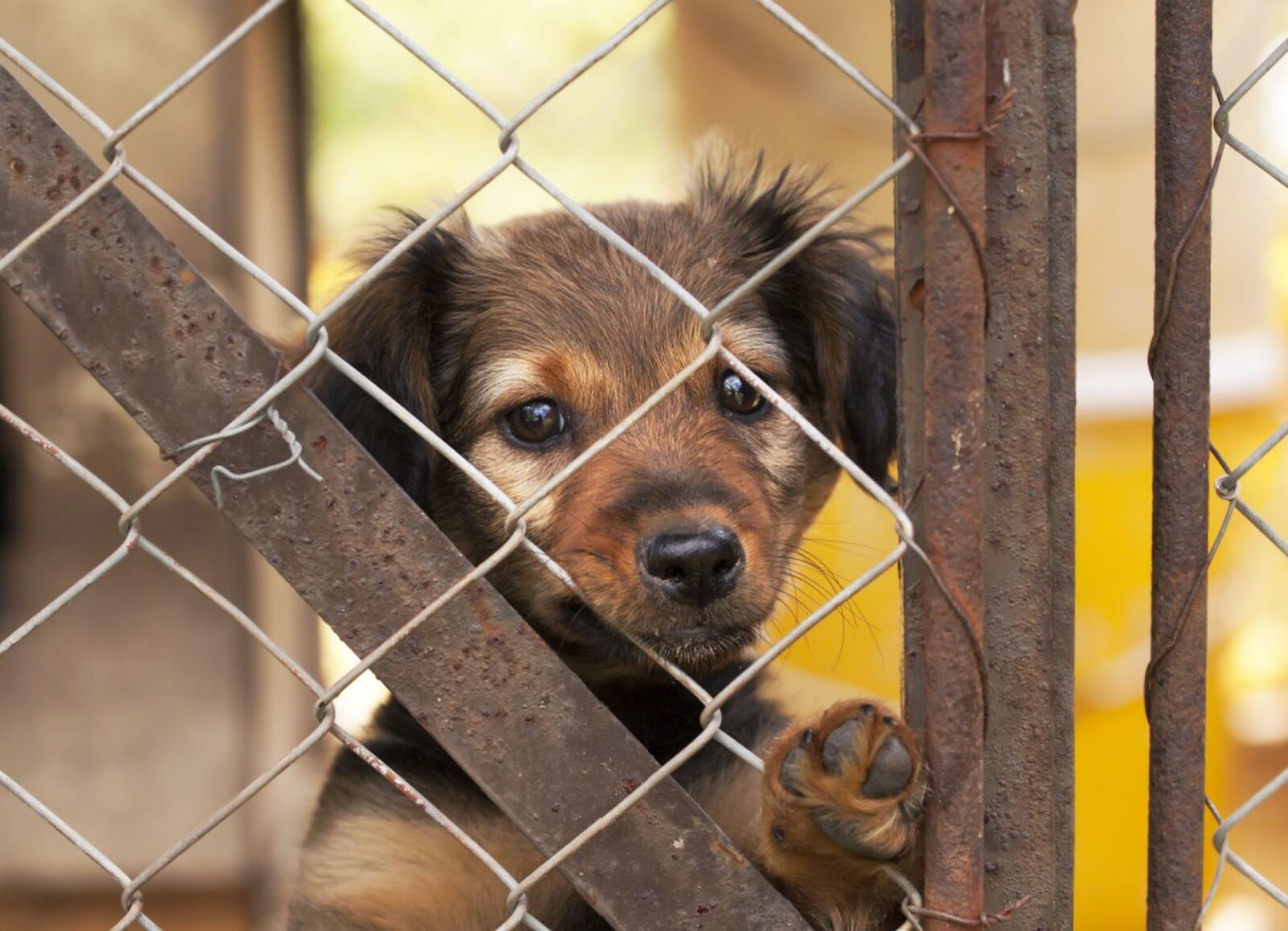 Een hond adopteren uit het asiel: Ontdek tips en kosten.